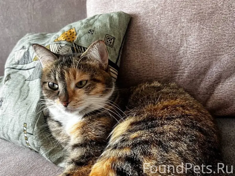 Пропала кошка, проспект Ленина 139
