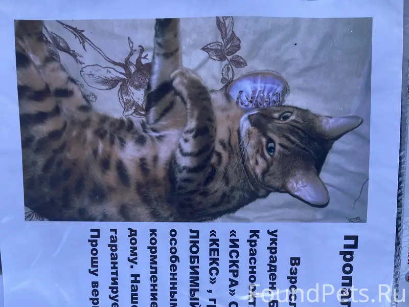 Пропал кот