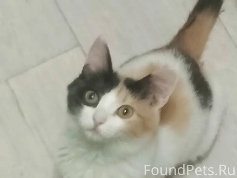 Пропала кошка, улица Новая Стройка