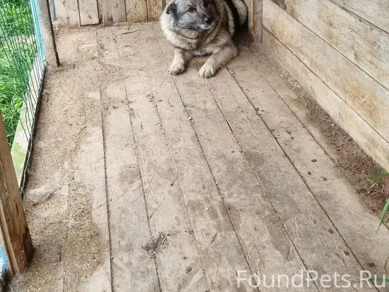 Найден пёс, не указано место