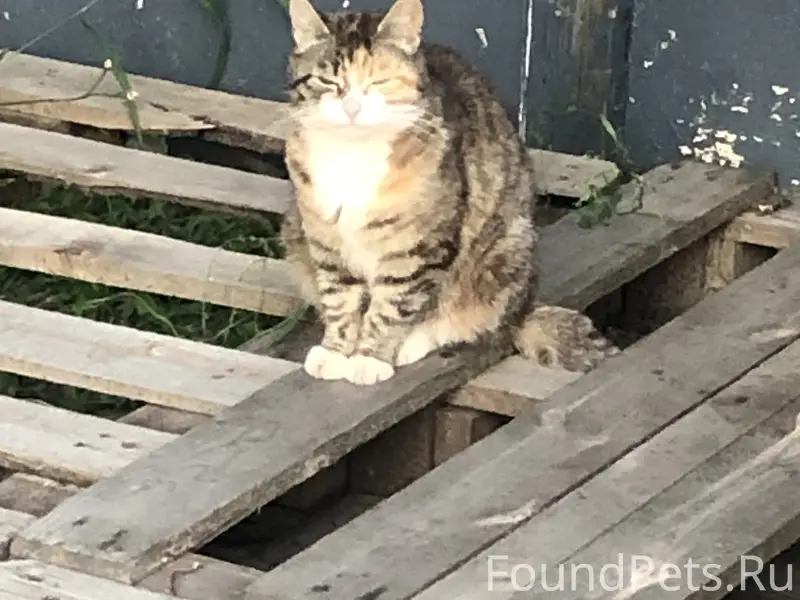 Найдена кошка