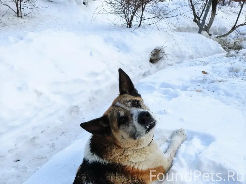 Пропала собака, Нижний Исетск