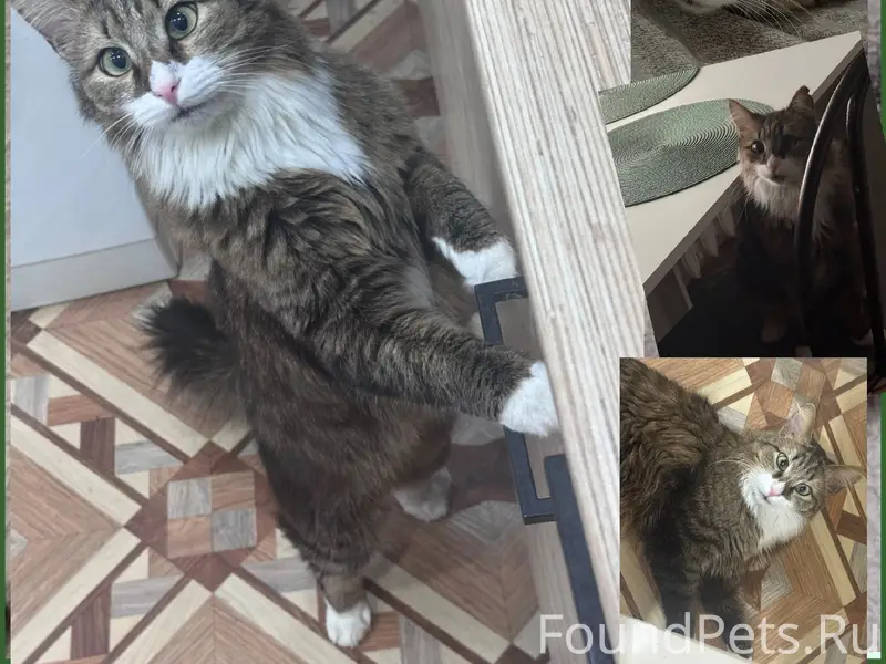 Пропал кот Кисель