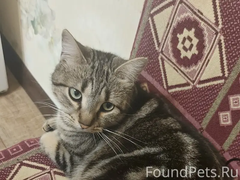 Пропала кошка Маруся, пос. Афипский