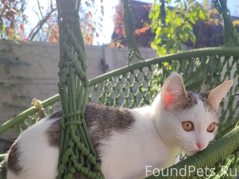 Пропала кошка Луна, Енакиевский посёлок