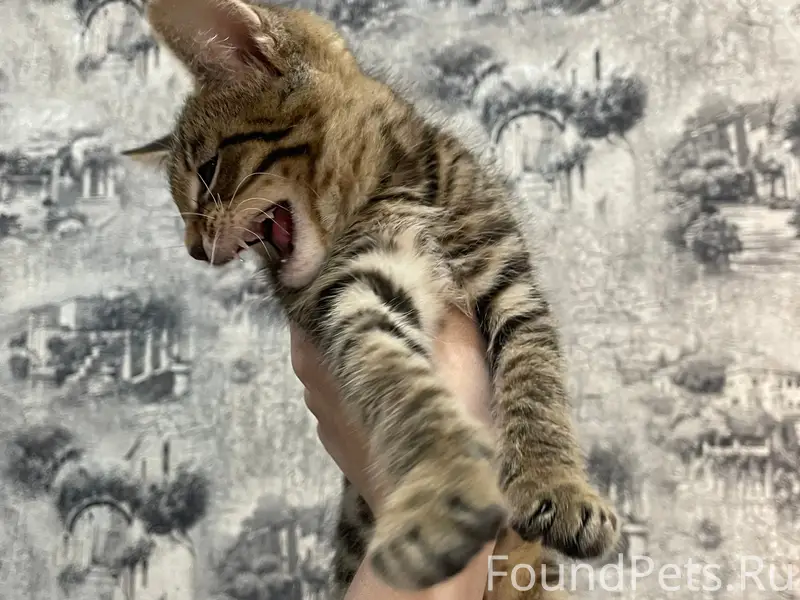 Найден котёнок, Невьянск