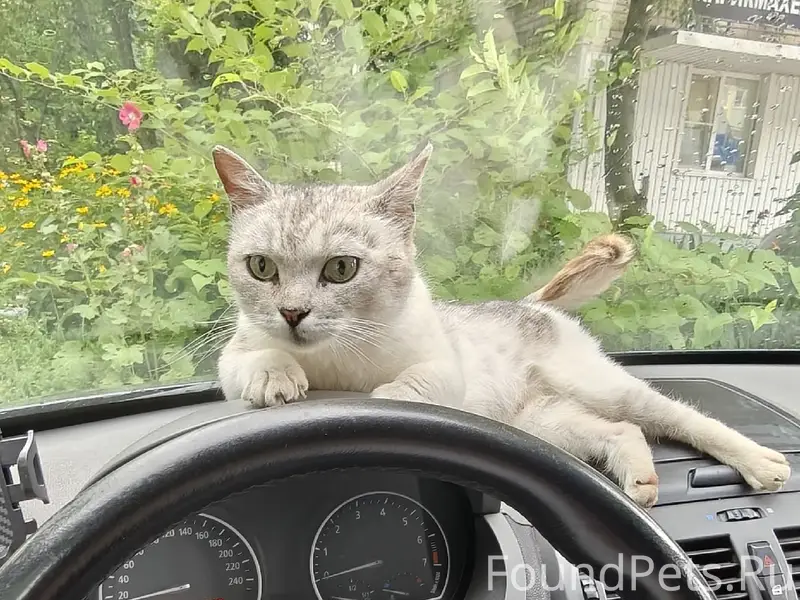 Найдена кошка, Скопин