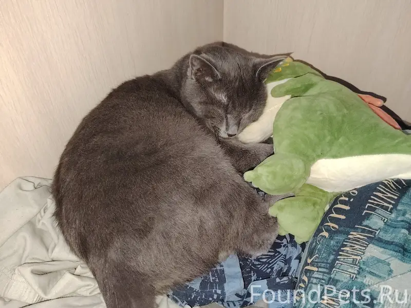 Пропал кот Вульф