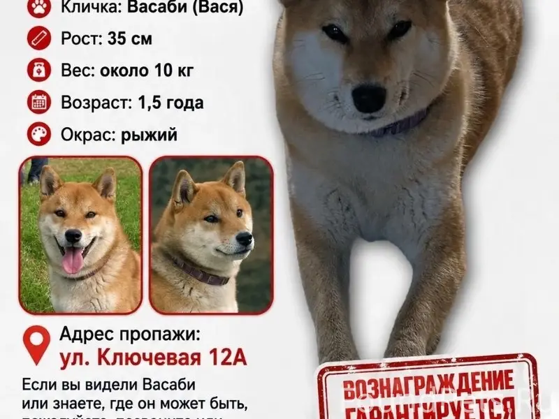 Пропала собака, район Батеки-Гнездово