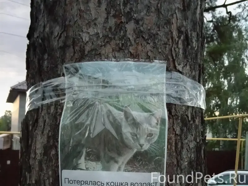 Пропала кошка Чика, возле электростанции на Черемше