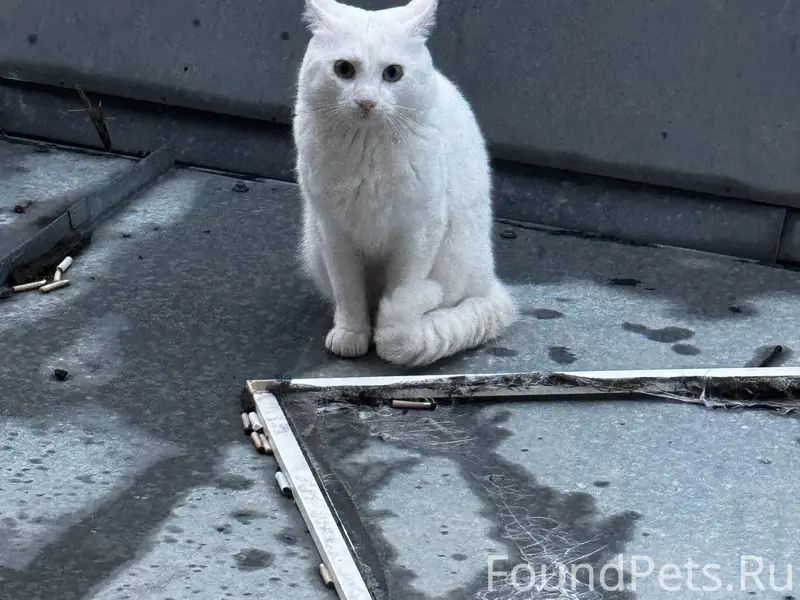 Пропал кот, район дк