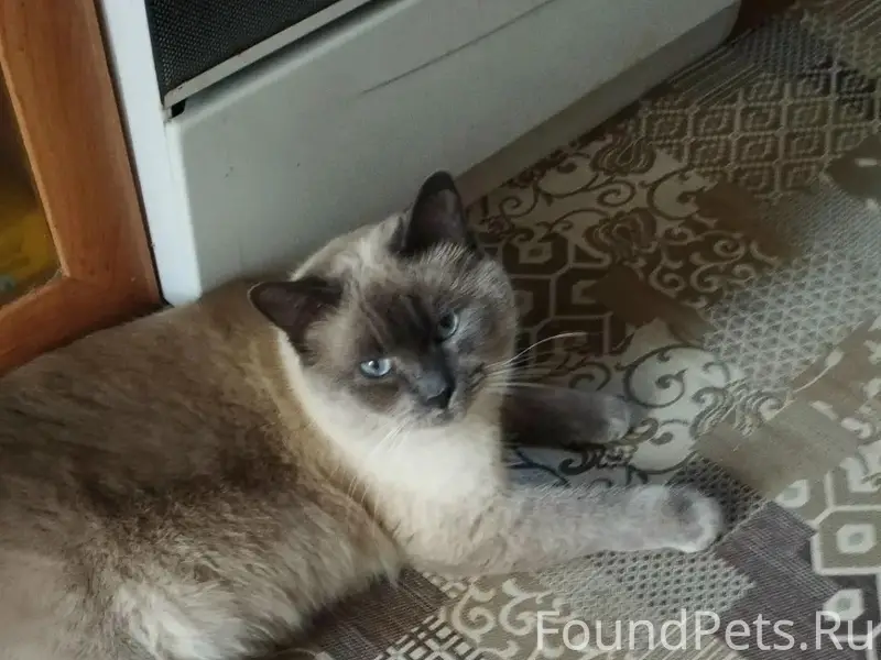 Пропала домашняя кошка, 4 мкр