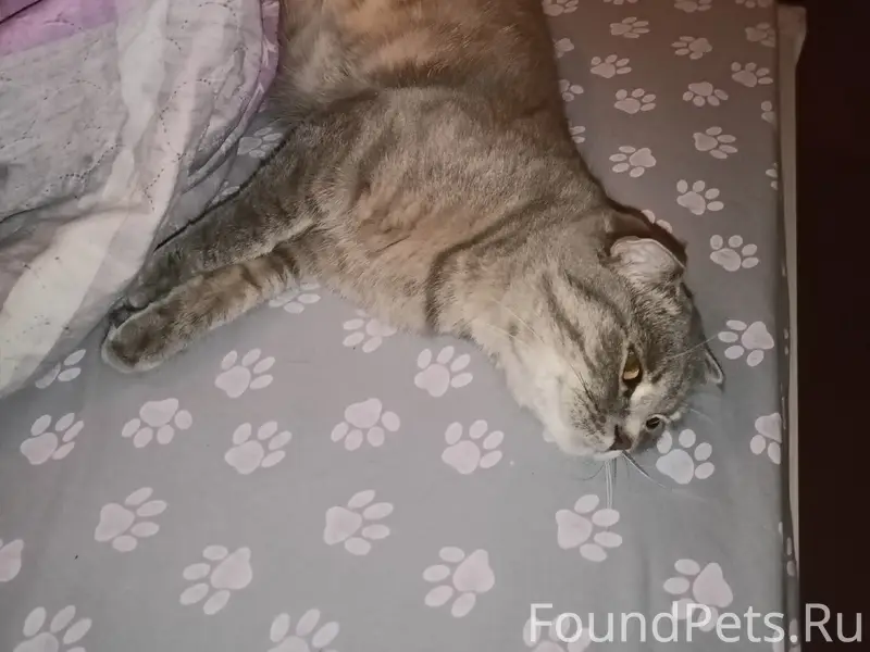 Пропала вислоухая кошка Ласка