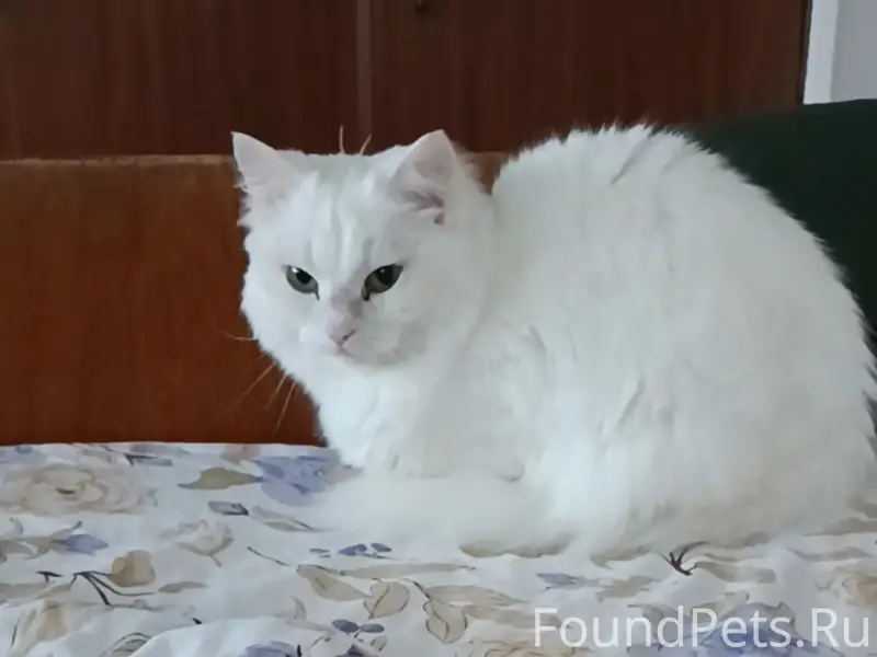 Пропала белая кошка, площадь Мира