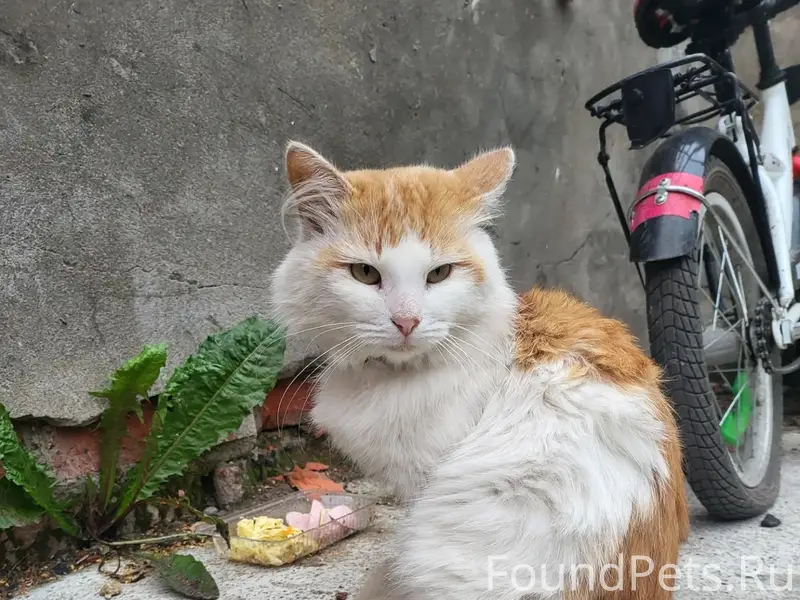 Найден кот с коричневым ошейником, улица Прудная