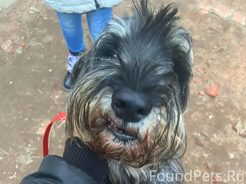 Пропал пёс Шато