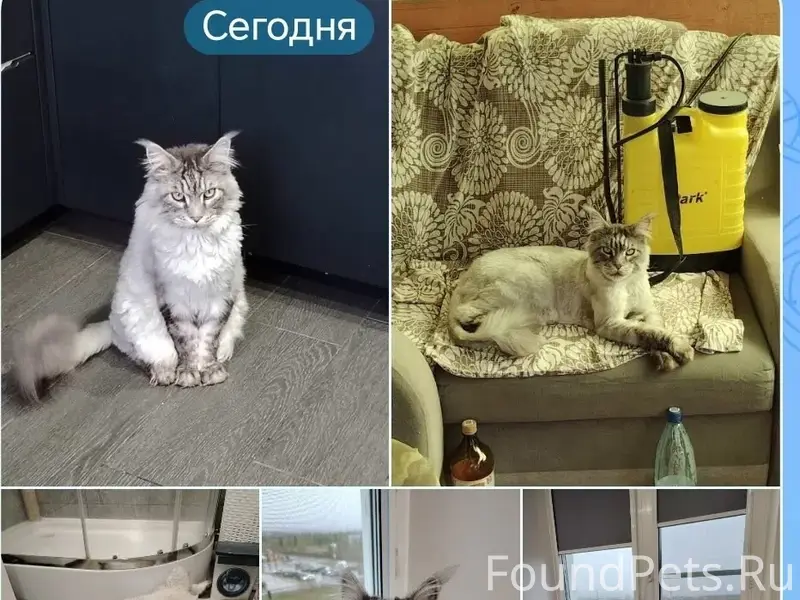 Пропал кот, пгт Парма