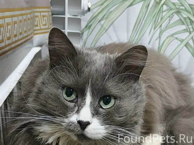 Пропал котик Бакс, район пересечения ул. Чехова и ул. Вихрева