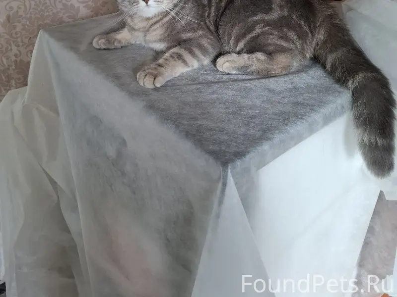 Пропал кот, Мегрега
