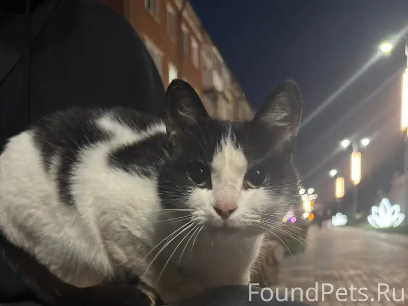 Найден кот, около Цума