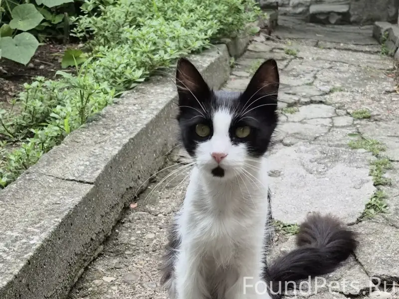 Пропал кот Марсик, Евпатория