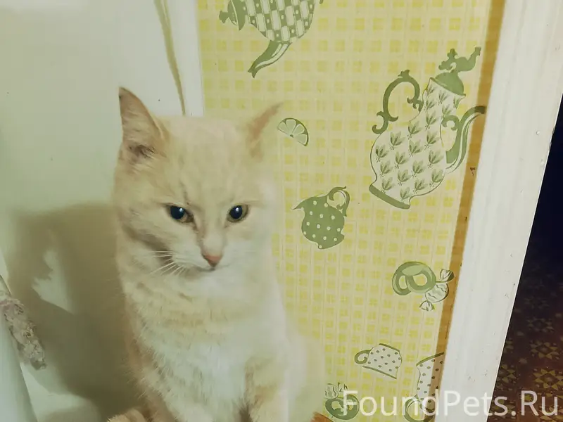 Пропала кошка Маня, ул. Метленкова 15А
