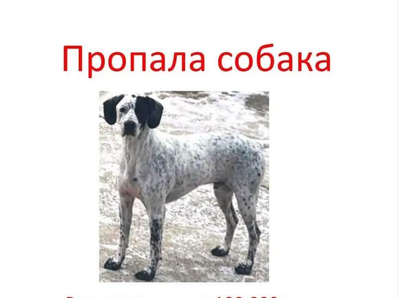 Пропал Английский поинтер Царевич, Голицыно, Хлюпино