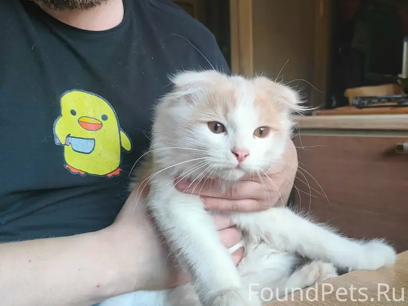 Пропал вислоухий кот, белый, пушистый