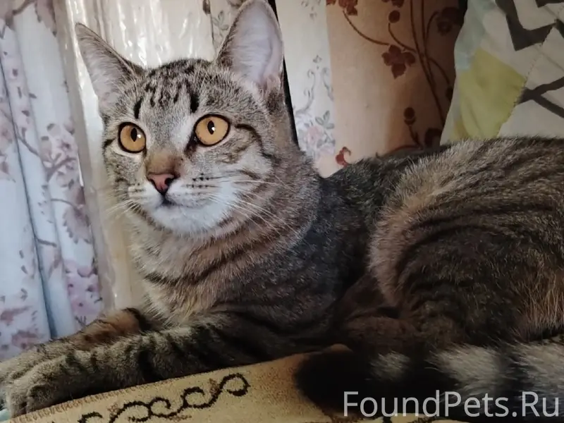 Пропала кошка Бася, район Пятёрочки