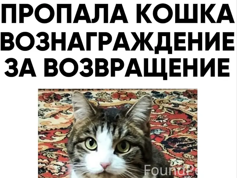 Пропала кошка Ася, Томилино
