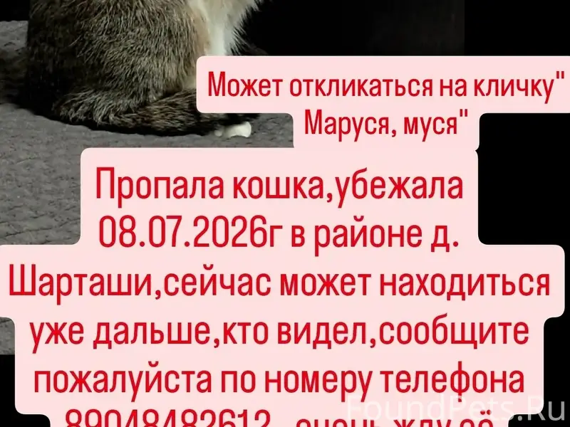 Пропала кошка, д. Шарташи