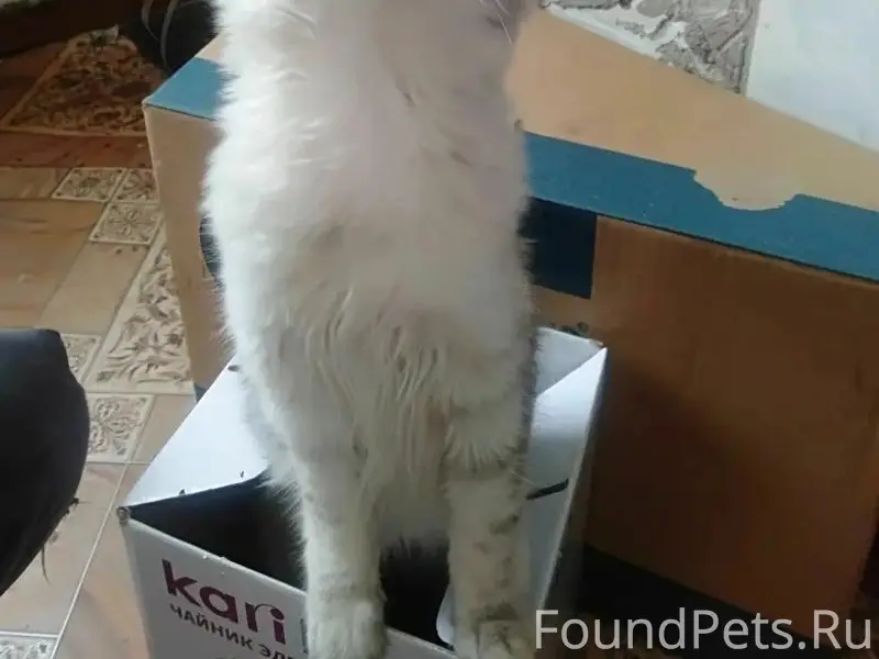 Пропал кот, химзавод