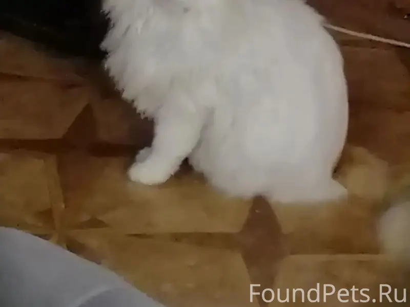 Пропала кошка 
