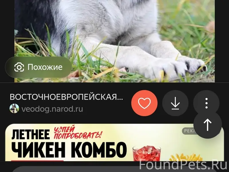 Пропала овчарка, серая, взрослая