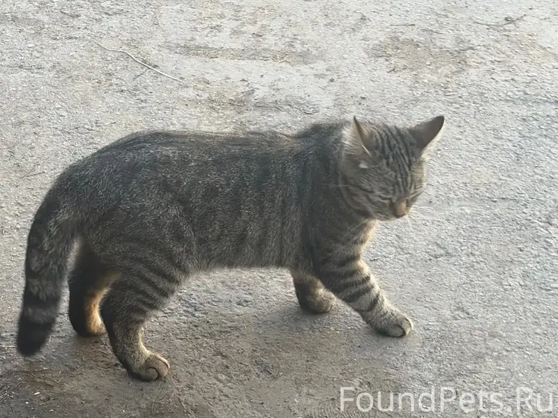 Найдена кошка, Первомайская