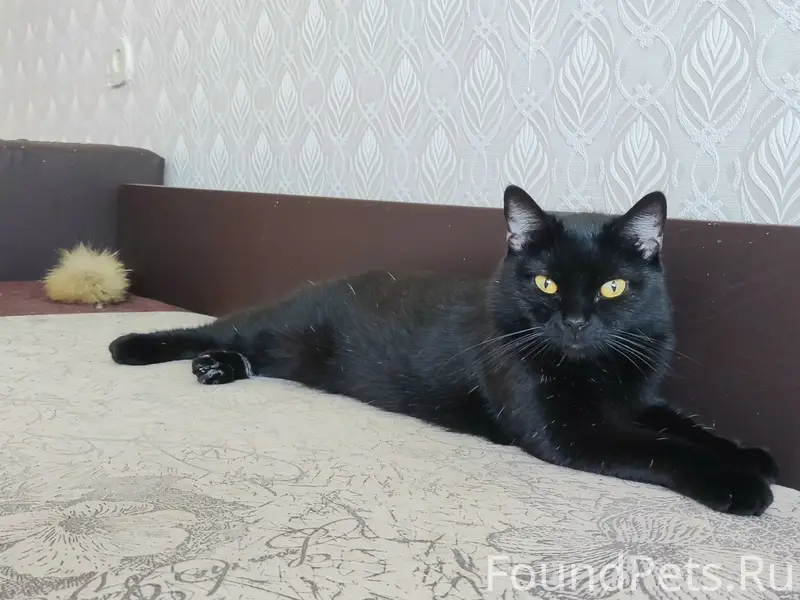 Найдена молодая кошка, пр. Мира