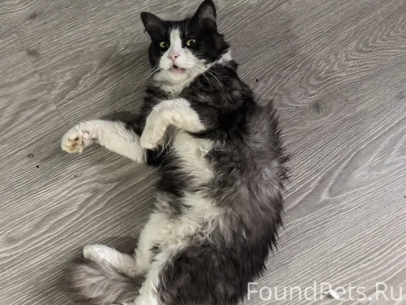Найден кот, подъезд