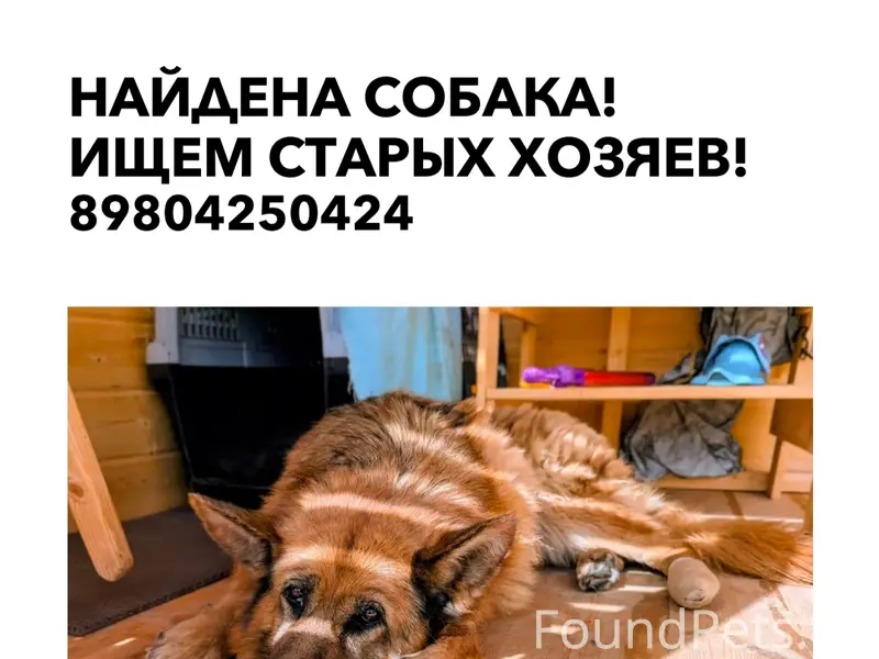 Найдена собака