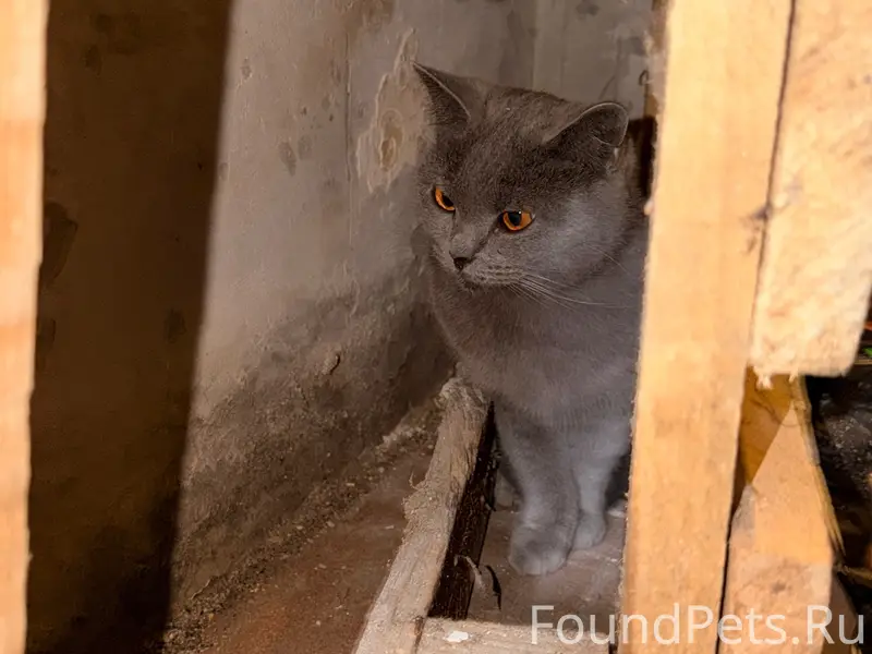 Найдена британская кошка, улица Чкалова