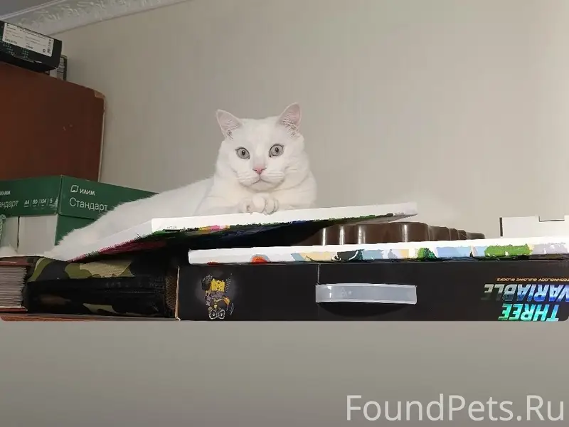 Пропал крупный белый кот Айс, улица Казаса