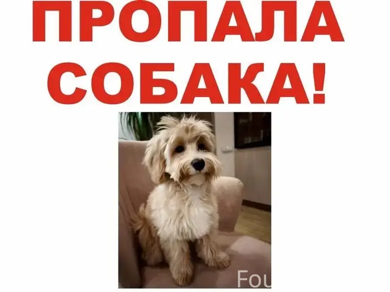 Пропал Мальтипу Пух, Томилино