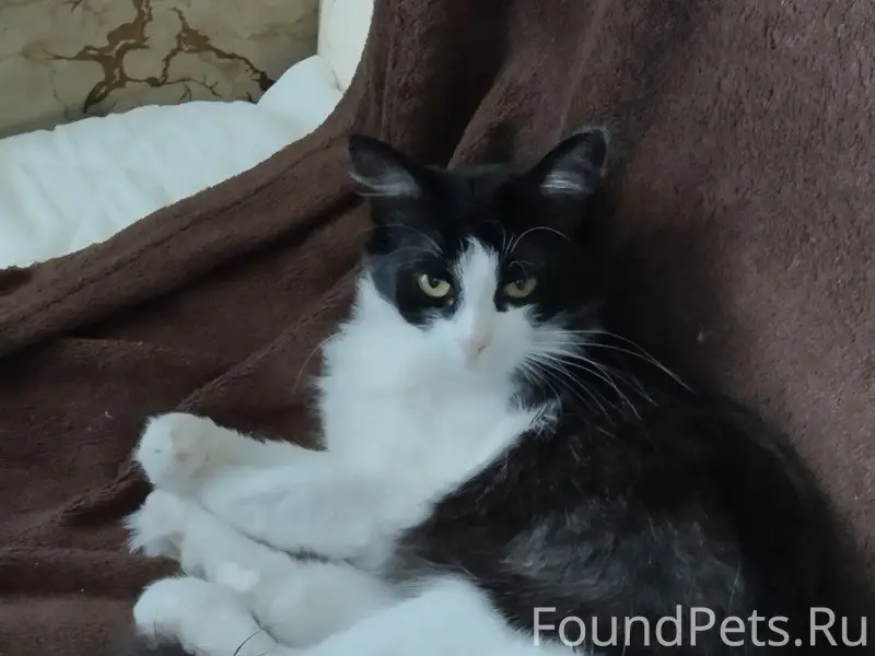 Пропала кошка Бусинка, сельхозтехника
