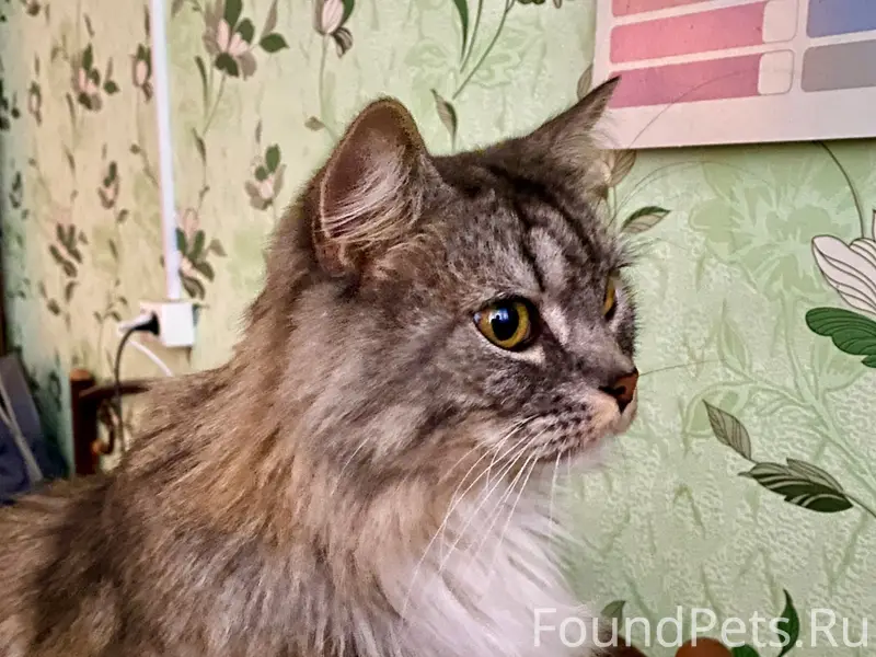 Пропал кот, район ветлечебницы (пмк-12)