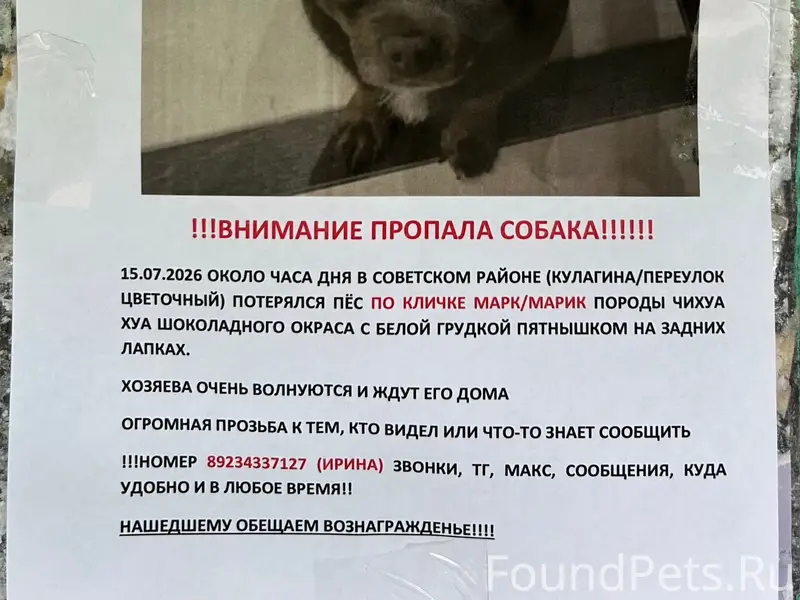 Пропал чихуахуа Марк, Советский район