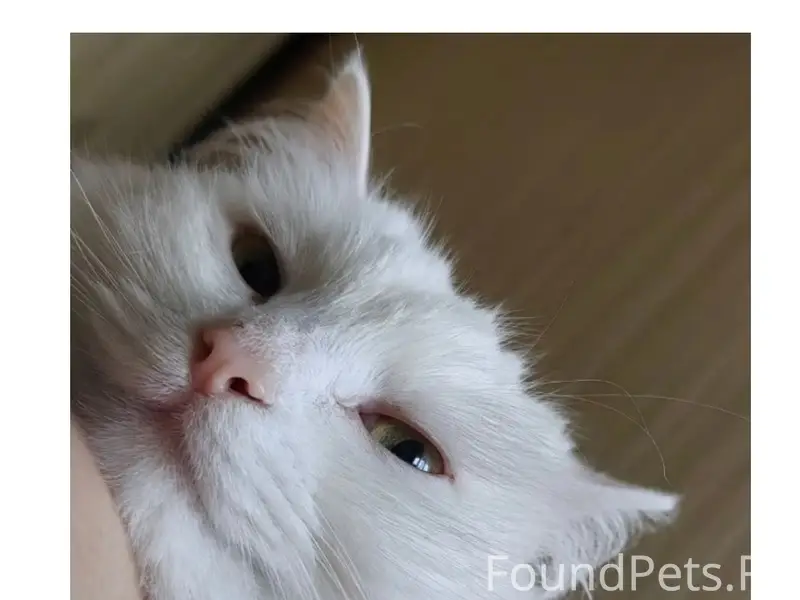 Пропала кошка Лёля, сады бнзс кол