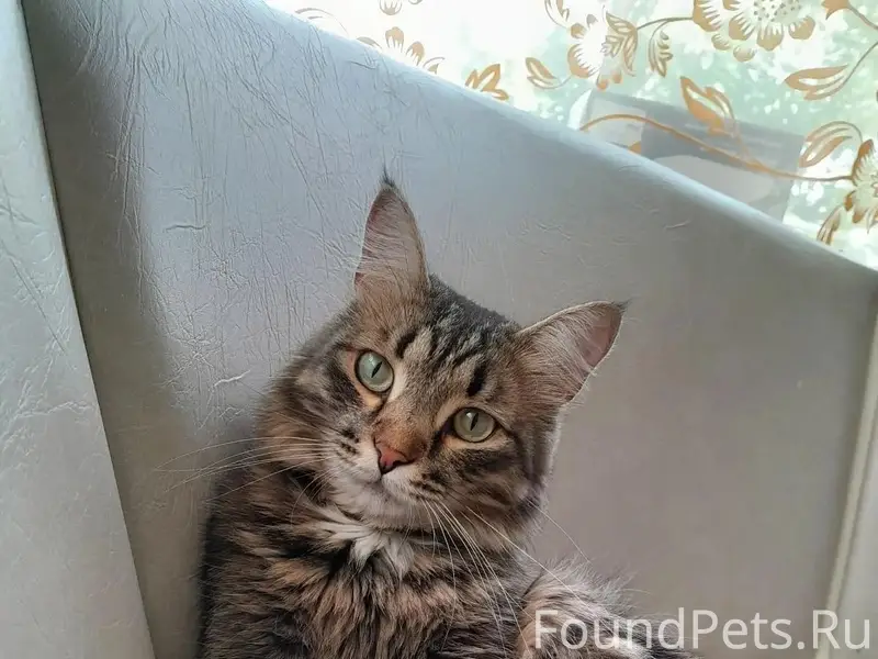 Пропал кот Серый, район телевышка
