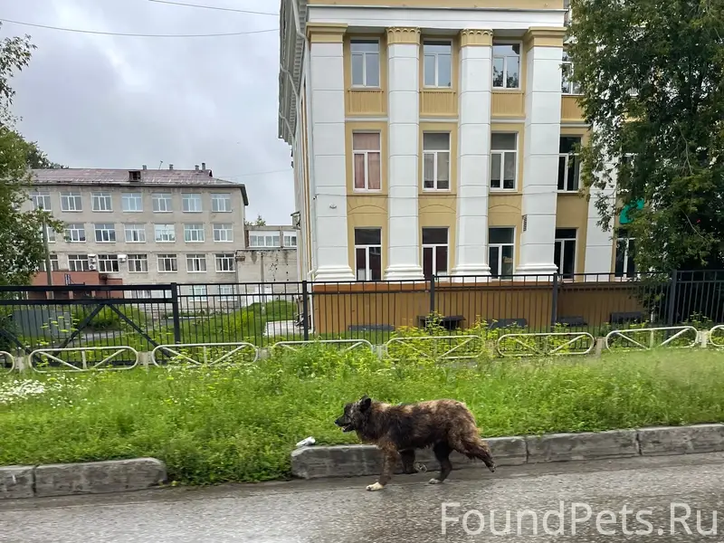 Пропала собака, ул. Советская