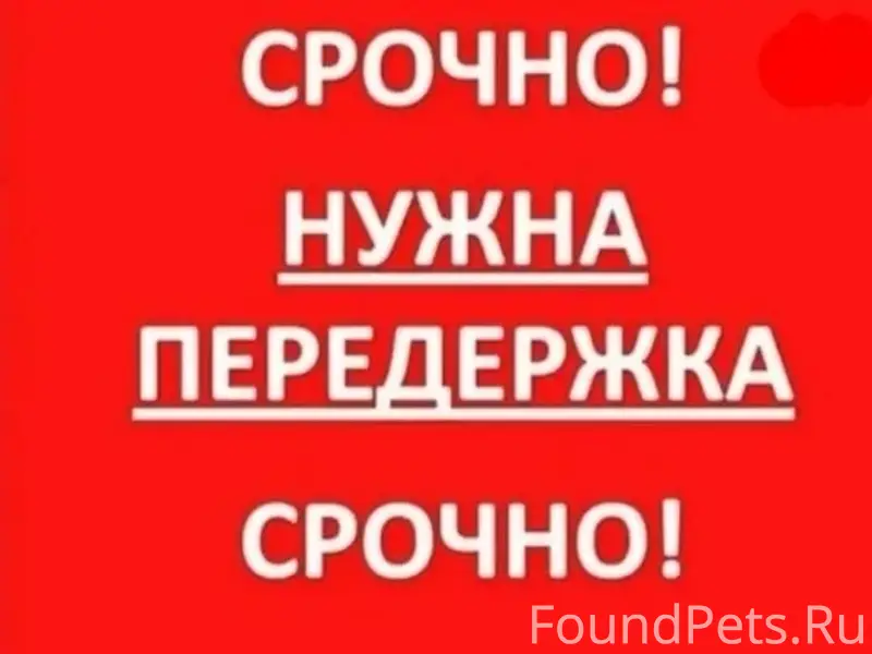Найдена кошка, Валдушки