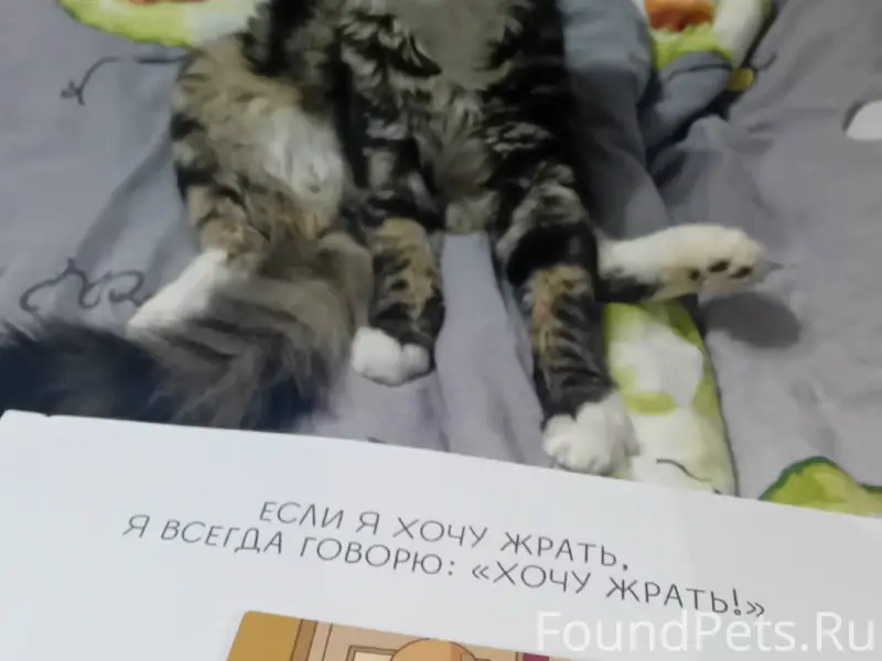 Пропал кот, Караваева 50