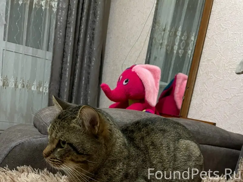 Пропал кот Тимоша, район Радина 33а